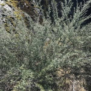 Ozothamnus secundiflorus at Mount Clear, ACT - 24 Oct 2021