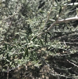 Ozothamnus secundiflorus at Mount Clear, ACT - 24 Oct 2021