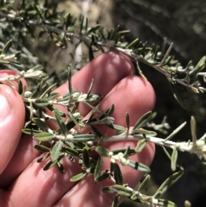 Ozothamnus secundiflorus at Mount Clear, ACT - 24 Oct 2021