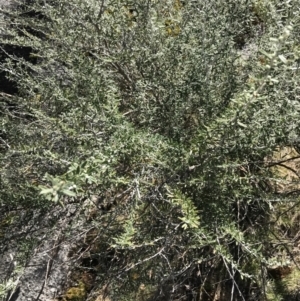 Ozothamnus secundiflorus at Mount Clear, ACT - 24 Oct 2021 01:55 PM