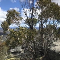 Eucalyptus pauciflora subsp. debeuzevillei at Mount Clear, ACT - 24 Oct 2021