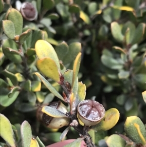 Leptospermum micromyrtus at Mount Clear, ACT - 24 Oct 2021