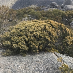 Leptospermum micromyrtus at Mount Clear, ACT - 24 Oct 2021