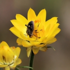 Oncocoris geniculatus at Wodonga - 28 Oct 2021 by KylieWaldon