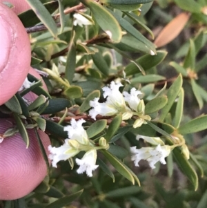 Leucopogon gelidus at Mount Clear, ACT - 24 Oct 2021