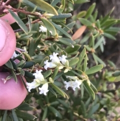 Leucopogon gelidus at Mount Clear, ACT - 24 Oct 2021