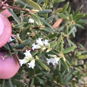 Leucopogon gelidus at Mount Clear, ACT - 24 Oct 2021