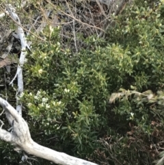 Leucopogon gelidus at Mount Clear, ACT - 24 Oct 2021