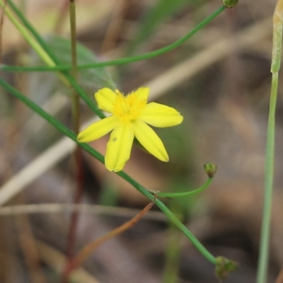 Tricoryne elatior (Yellow Rush Lily) at Jack Perry Reserve - 28 Oct 2021 by KylieWaldon