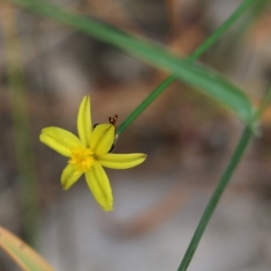 Tricoryne elatior at Wodonga, VIC - 28 Oct 2021