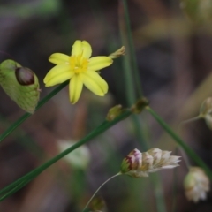 Tricoryne elatior at Wodonga, VIC - 28 Oct 2021