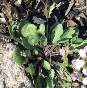 Cardamine franklinensis at Rendezvous Creek, ACT - 24 Oct 2021 04:00 PM