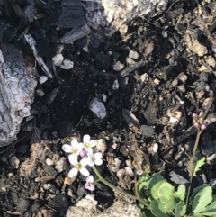 Cardamine franklinensis at Rendezvous Creek, ACT - 24 Oct 2021 04:00 PM