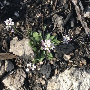 Cardamine franklinensis at Rendezvous Creek, ACT - 24 Oct 2021 04:00 PM