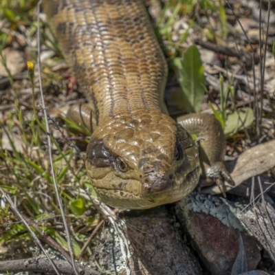 Tiliqua scincoides scincoides (Eastern Blue-tongue) at Gigerline Nature Reserve - 17 Oct 2021 by trevsci