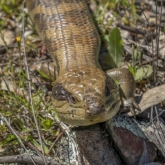 Tiliqua scincoides scincoides (Eastern Blue-tongue) at Tennent, ACT - 17 Oct 2021 by trevsci