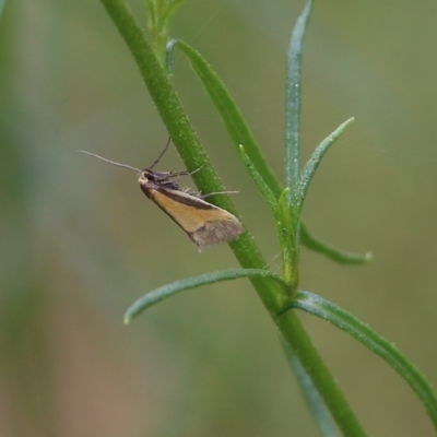 Unidentified Moth (Lepidoptera) at Wodonga - 28 Oct 2021 by KylieWaldon