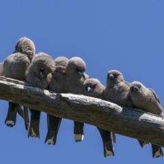 Artamus cyanopterus (Dusky Woodswallow) at Gigerline Nature Reserve - 17 Oct 2021 by trevsci