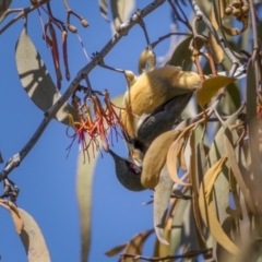 Acanthorhynchus tenuirostris (Eastern Spinebill) at Tennent, ACT - 16 Oct 2021 by trevsci