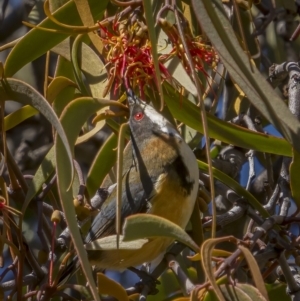 Acanthorhynchus tenuirostris at Tennent, ACT - 17 Oct 2021