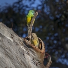 Psephotus haematonotus (Red-rumped Parrot) at Tennent, ACT - 17 Oct 2021 by trevsci