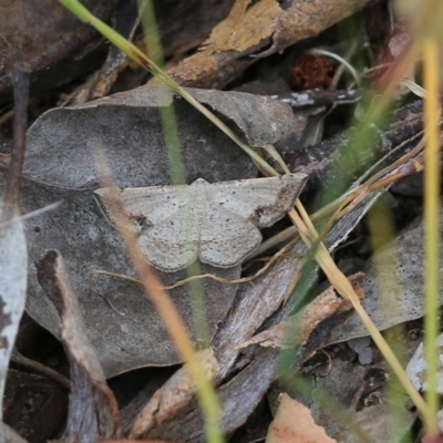 Unidentified Geometer moth (Geometridae) at Wodonga, VIC - 28 Oct 2021 by KylieWaldon