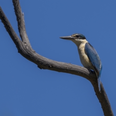 Todiramphus sanctus (Sacred Kingfisher) at Gigerline Nature Reserve - 17 Oct 2021 by trevsci