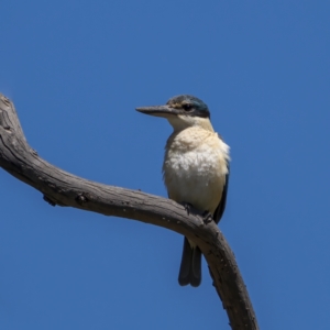 Todiramphus sanctus at Tennent, ACT - 17 Oct 2021 11:21 AM