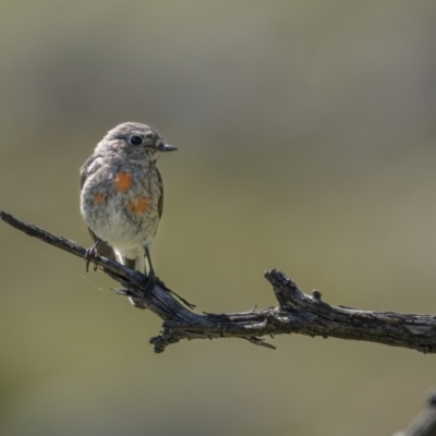 Petroica boodang (Scarlet Robin) at Tennent, ACT - 16 Oct 2021 by trevsci