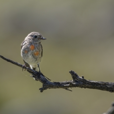 Petroica boodang (Scarlet Robin) at Gigerline Nature Reserve - 16 Oct 2021 by trevsci