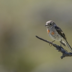 Petroica boodang at Tennent, ACT - 17 Oct 2021 07:28 AM