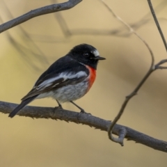 Petroica boodang at Tennent, ACT - 17 Oct 2021 07:28 AM