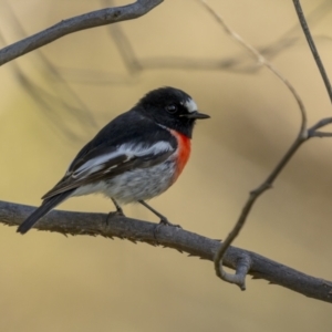 Petroica boodang at Tennent, ACT - 17 Oct 2021 07:28 AM