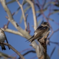 Petrochelidon nigricans (Tree Martin) at Tennent, ACT - 17 Oct 2021 by trevsci