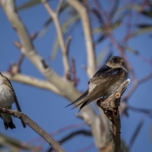 Petrochelidon nigricans at Tennent, ACT - 17 Oct 2021 07:59 AM