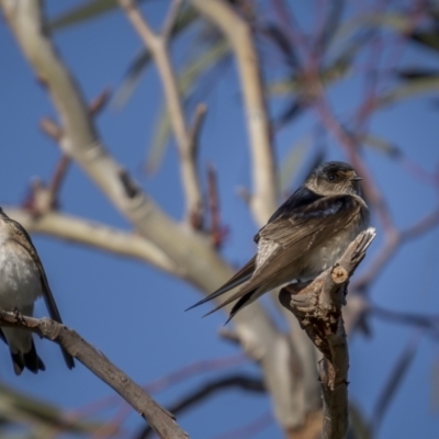 Petrochelidon nigricans (Tree Martin) at Gigerline Nature Reserve - 16 Oct 2021 by trevsci