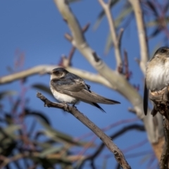 Petrochelidon nigricans at Tennent, ACT - 17 Oct 2021 07:59 AM