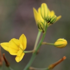 Bulbine bulbosa (Golden Lily) at Jack Perry Reserve - 28 Oct 2021 by KylieWaldon