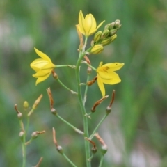 Bulbine bulbosa at Wodonga, VIC - 28 Oct 2021 02:54 PM