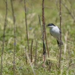 Lalage tricolor (White-winged Triller) at Tennent, ACT - 17 Oct 2021 by trevsci