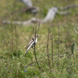 Lalage tricolor at Tennent, ACT - 17 Oct 2021