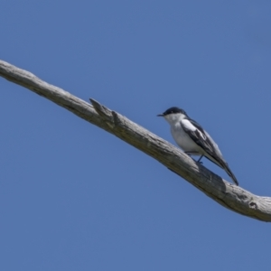 Lalage tricolor at Tennent, ACT - 17 Oct 2021