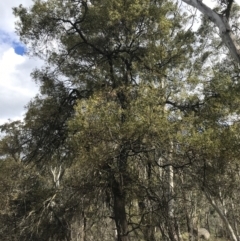 Acacia melanoxylon (Blackwood) at Mount Clear, ACT - 24 Oct 2021 by Tapirlord