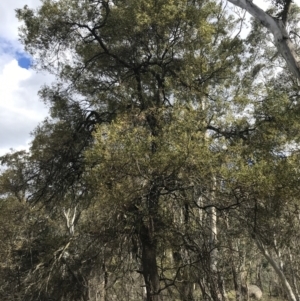 Acacia melanoxylon at Mount Clear, ACT - 24 Oct 2021