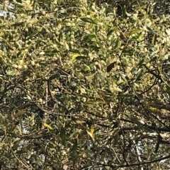 Acacia melanoxylon at Mount Clear, ACT - 24 Oct 2021