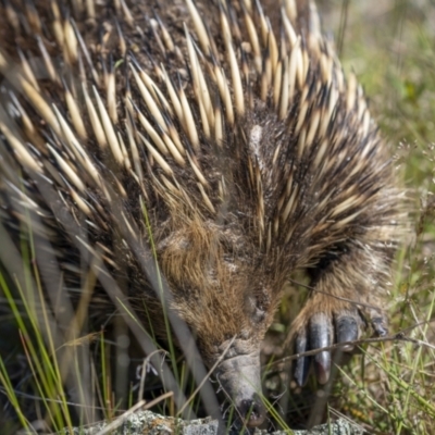 Tachyglossus aculeatus (Short-beaked Echidna) at Tennent, ACT - 17 Oct 2021 by trevsci