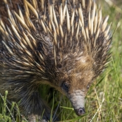 Tachyglossus aculeatus at Tennent, ACT - 17 Oct 2021