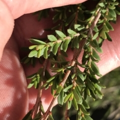 Micromyrtus ciliata (Fringed Heath-myrtle) at Rendezvous Creek, ACT - 24 Oct 2021 by Tapirlord