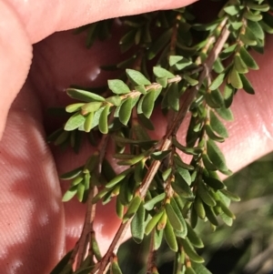 Baeckea utilis at Rendezvous Creek, ACT - 24 Oct 2021