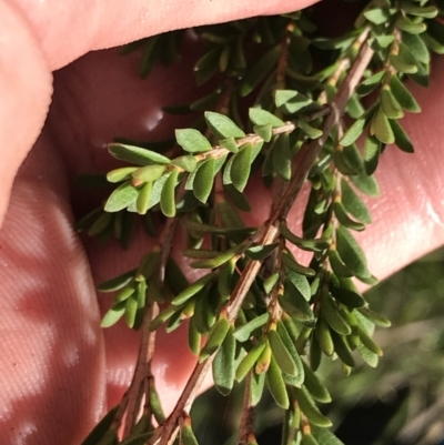 Micromyrtus ciliata (Fringed Heath-myrtle) at Rendezvous Creek, ACT - 24 Oct 2021 by Tapirlord